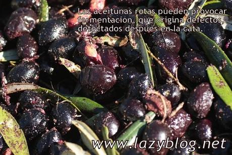 Aceite de oliva virgen extra (I) Del olivo a la botella