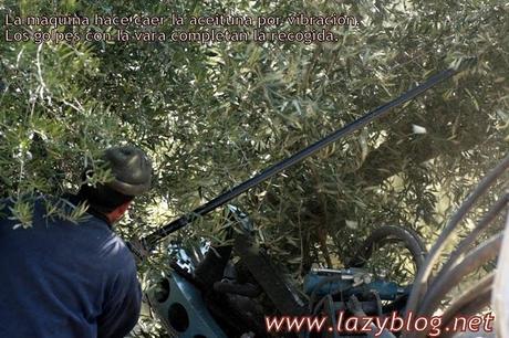 Aceite de oliva virgen extra (I) Del olivo a la botella