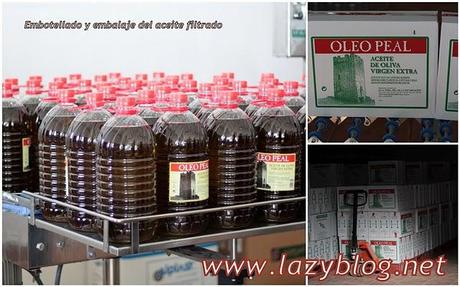 Aceite de oliva virgen extra (I) Del olivo a la botella