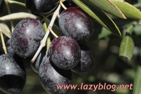 Aceite de oliva virgen extra (I) Del olivo a la botella