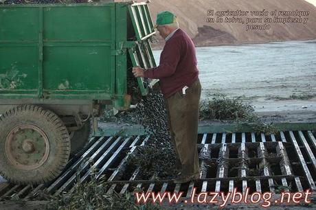 Aceite de oliva virgen extra (I) Del olivo a la botella