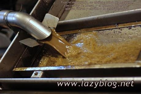 Aceite de oliva virgen extra (I) Del olivo a la botella