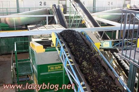 Aceite de oliva virgen extra (I) Del olivo a la botella