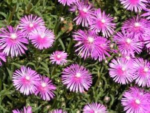 lampranthus spectabilis 300x225 Cúrate con las hierbas: uña de gato