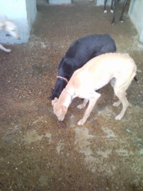 SOS, GALGOS Y PODENCOS PERRERA DE MAIRENA, SACRIFICAN PRONTO.