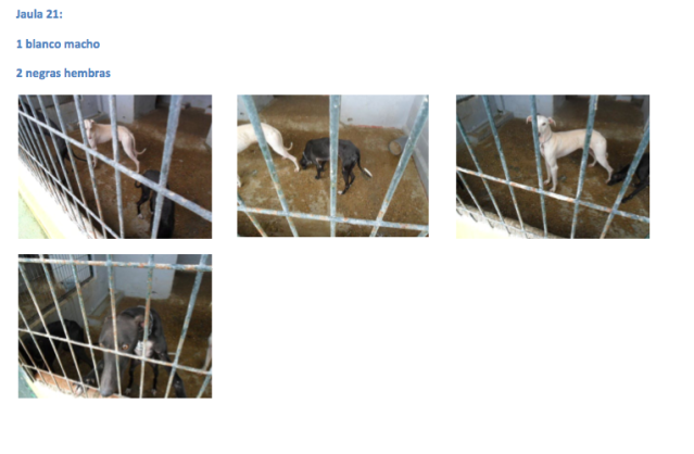 SOS, GALGOS Y PODENCOS PERRERA DE MAIRENA, SACRIFICAN PRONTO.