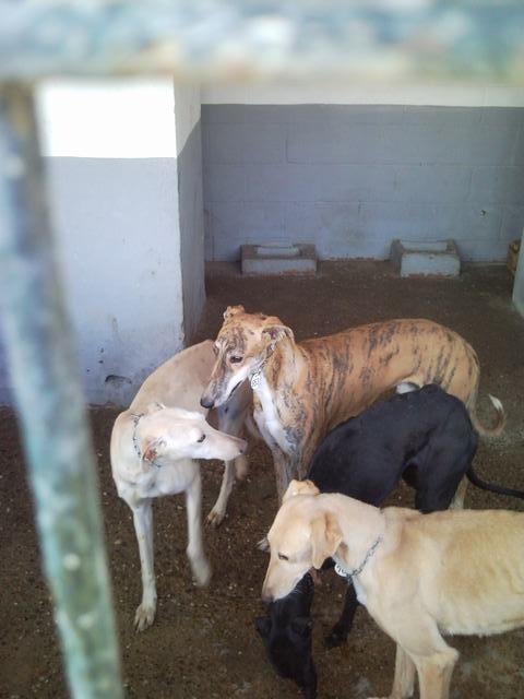 SOS, GALGOS Y PODENCOS PERRERA DE MAIRENA, SACRIFICAN PRONTO.