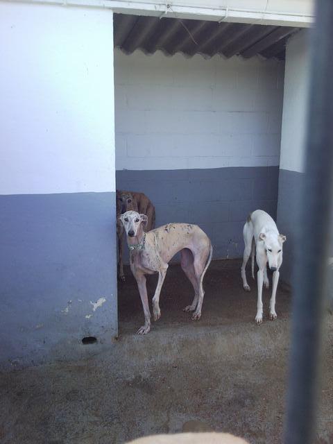 SOS, GALGOS Y PODENCOS PERRERA DE MAIRENA, SACRIFICAN PRONTO.
