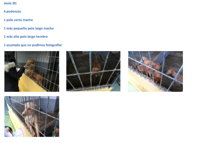 SOS, GALGOS Y PODENCOS PERRERA DE MAIRENA, SACRIFICAN PRONTO.