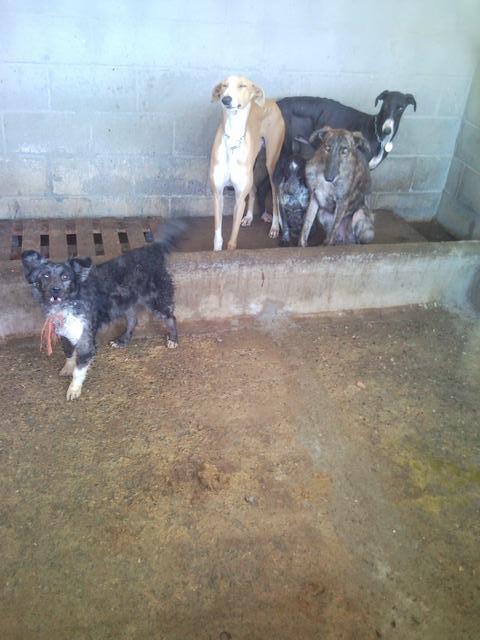 SOS, GALGOS Y PODENCOS PERRERA DE MAIRENA, SACRIFICAN PRONTO.