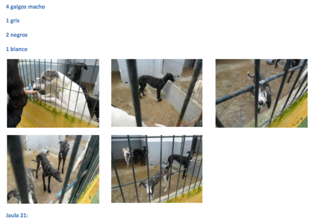 SOS, GALGOS Y PODENCOS PERRERA DE MAIRENA, SACRIFICAN PRONTO.