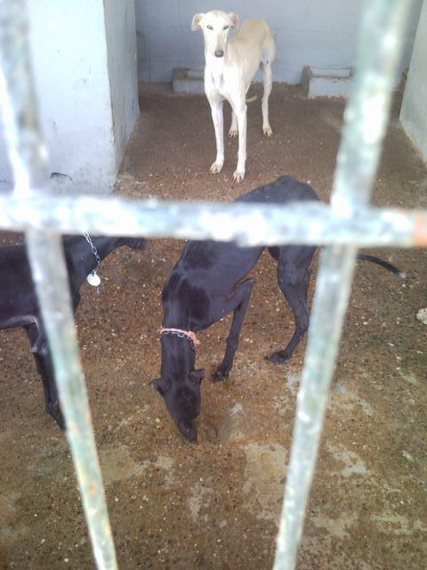SOS, GALGOS Y PODENCOS PERRERA DE MAIRENA, SACRIFICAN PRONTO.