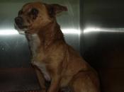 Braille atropellado, perdido ojos, necesita ayuda (imagenes fuertes)