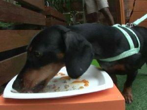 Restaurantes con alimento exclusivo para perros