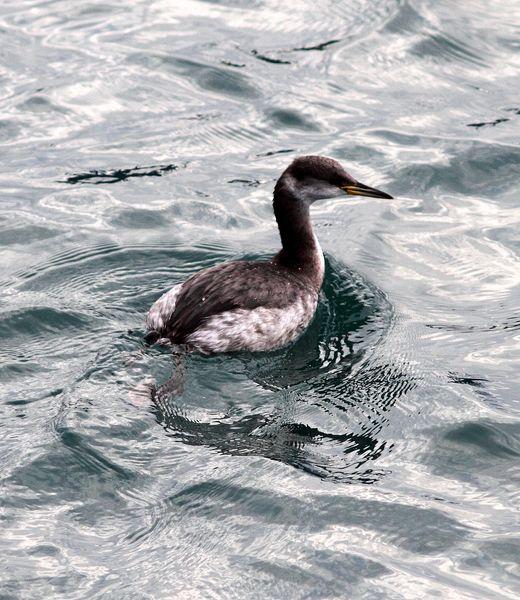 SOMORMUJO CUELLIROJO-PODICEPS GRISEGENA-RED NECKED GREBE