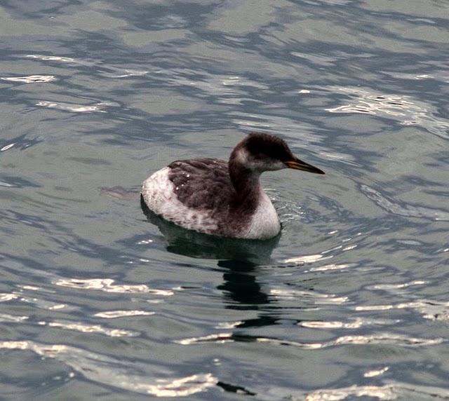 SOMORMUJO CUELLIROJO-PODICEPS GRISEGENA-RED NECKED GREBE