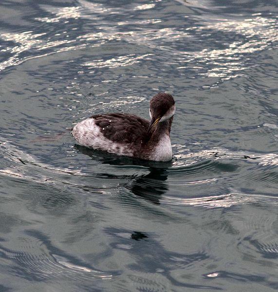 SOMORMUJO CUELLIROJO-PODICEPS GRISEGENA-RED NECKED GREBE