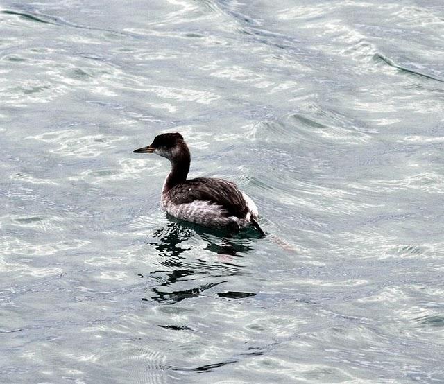 SOMORMUJO CUELLIROJO-PODICEPS GRISEGENA-RED NECKED GREBE