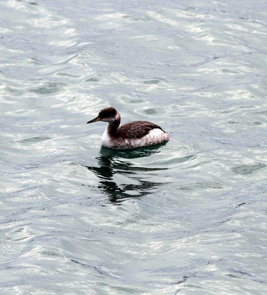 SOMORMUJO CUELLIROJO-PODICEPS GRISEGENA-RED NECKED GREBE
