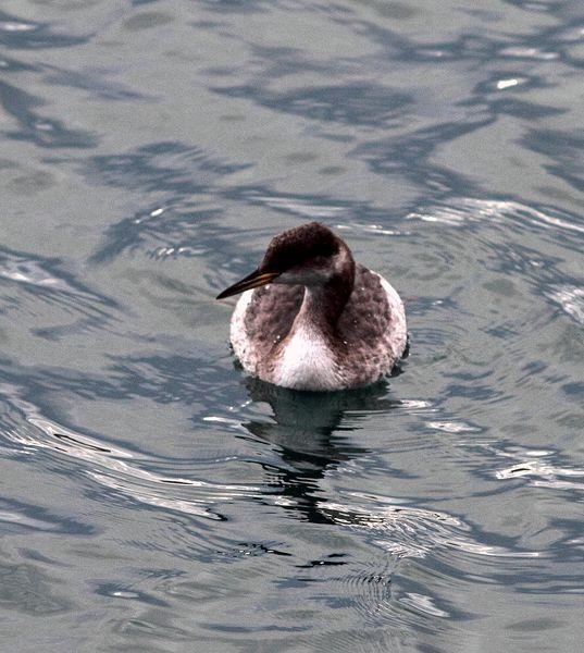 SOMORMUJO CUELLIROJO-PODICEPS GRISEGENA-RED NECKED GREBE