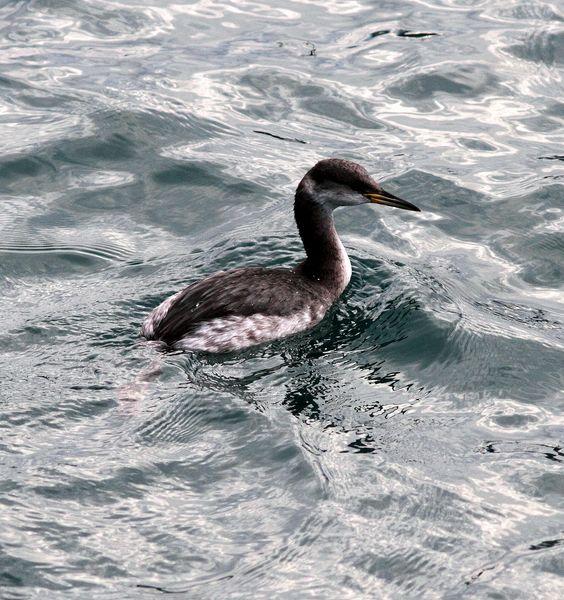SOMORMUJO CUELLIROJO-PODICEPS GRISEGENA-RED NECKED GREBE