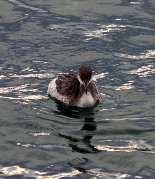 SOMORMUJO CUELLIROJO-PODICEPS GRISEGENA-RED NECKED GREBE