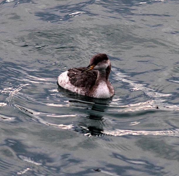 SOMORMUJO CUELLIROJO-PODICEPS GRISEGENA-RED NECKED GREBE