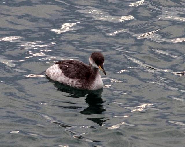 SOMORMUJO CUELLIROJO-PODICEPS GRISEGENA-RED NECKED GREBE