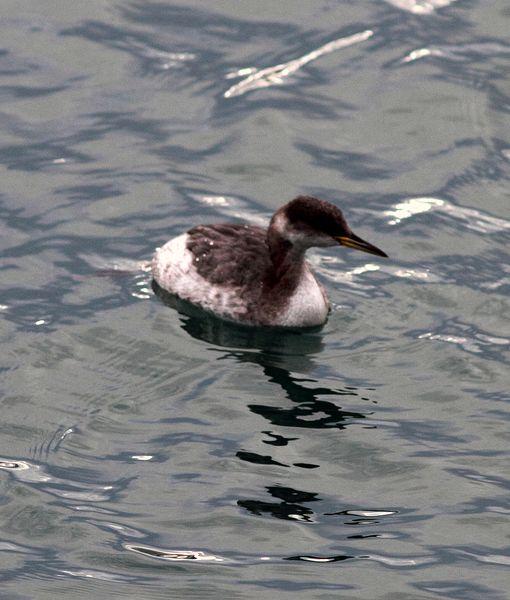 SOMORMUJO CUELLIROJO-PODICEPS GRISEGENA-RED NECKED GREBE