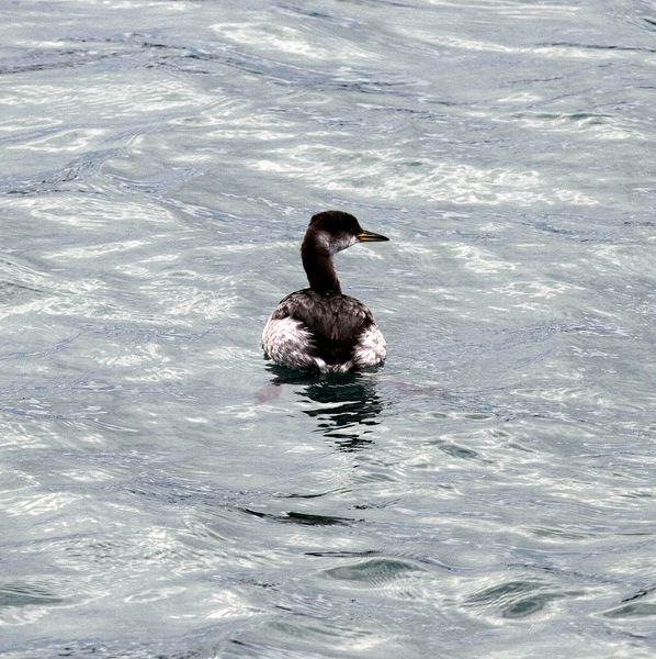 SOMORMUJO CUELLIROJO-PODICEPS GRISEGENA-RED NECKED GREBE