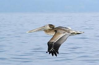 El frío sigue matando animales (aves, peces, cangrejos, esponjas, etc.)