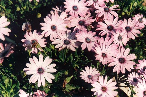 http://www.gardensandplants.com/images/plants/Osteospermum%20Star%20Blush.jpg