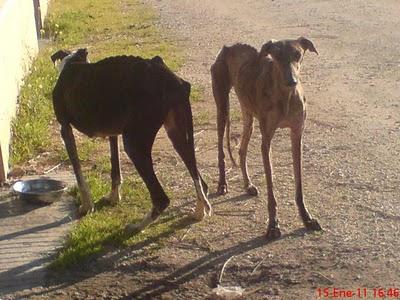 4 galg@s esqueleticos abandonados en la más absoluta miseria!.AYUDA URGENTE.SEVILLA