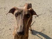 galg@s esqueleticos abandonados absoluta miseria!.AYUDA URGENTE.SEVILLA