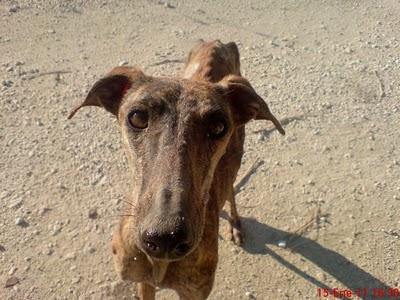 4 galg@s esqueleticos abandonados en la más absoluta miseria!.AYUDA URGENTE.SEVILLA