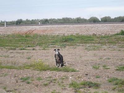 4 galg@s esqueleticos abandonados en la más absoluta miseria!.AYUDA URGENTE.SEVILLA