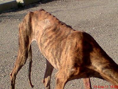 4 galg@s esqueleticos abandonados en la más absoluta miseria!.AYUDA URGENTE.SEVILLA