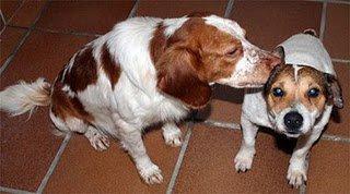 Novedades breton, jack russell