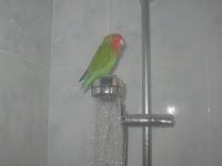 Las mascotas y los enfermos crónicos.