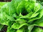 Nitratos verduras salud infantil