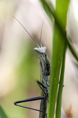 Insectos palo, Mantis y Empusas (Órdenes Phasmida y Dyctioptera)
