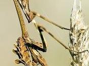 Insectos palo, Mantis Empusas (Órdenes Phasmida Dyctioptera)