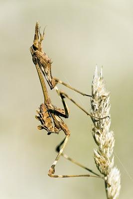 Insectos palo, Mantis y Empusas (Órdenes Phasmida y Dyctioptera)