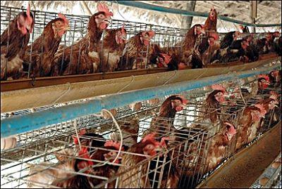 El fracaso de una civilización