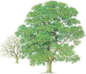 nogal nogal 300x257 Cúrate con las hierbas: el nogal