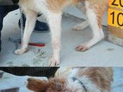 Bruno, otro caso maltrato -muy urgente, perrera vitoria