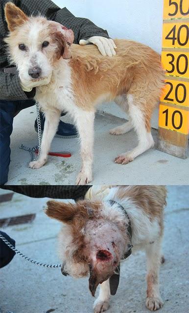 BRUNO, OTRO CASO DE MALTRATO -MUY URGENTE, PERRERA DE VITORIA