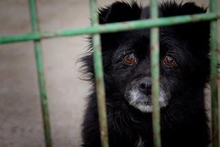 Lou, abandonada en la perrera es muy mayor no lo va a aguantar.