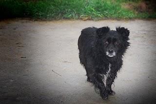 Lou, abandonada en la perrera es muy mayor no lo va a aguantar.