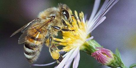 Salvemos las abejas